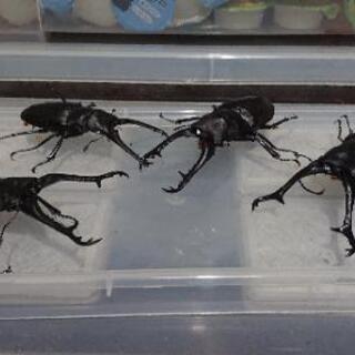 カブト、クワガタ販売します