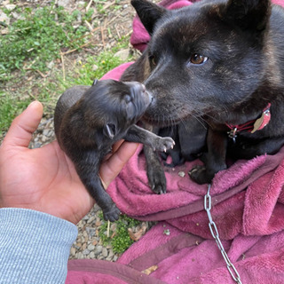 母親は1歳半の甲斐犬ですが父親がわかりませんの画像