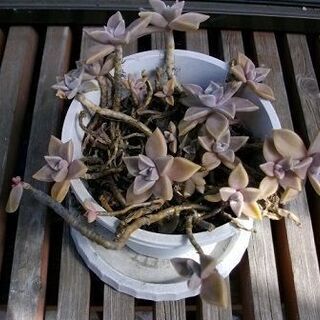 サボテン　//多肉植物 　✿花の形