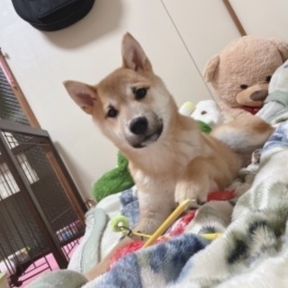 大阪府の犬の里親募集 ジモティー 大阪府の犬の里親募集 ジモティー