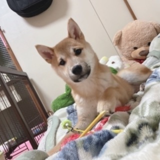 元気いっぱいの男の子の柴犬です！(11kgです)