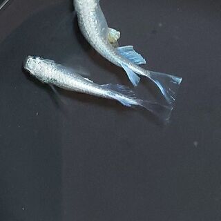 プラチナ星河リアルロングフィン　稚魚
