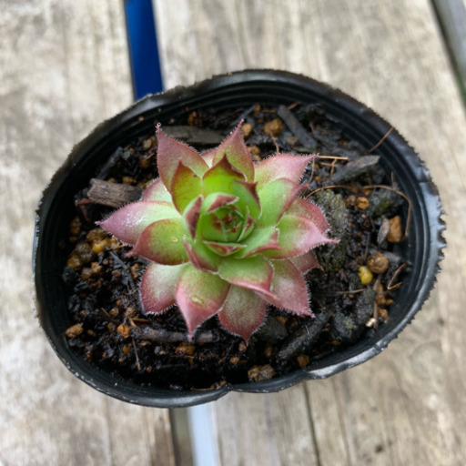 多肉植物 センペルビウム 根付き 抜き苗 みんみん 三ツ境の生活雑貨の中古あげます 譲ります ジモティーで不用品の処分