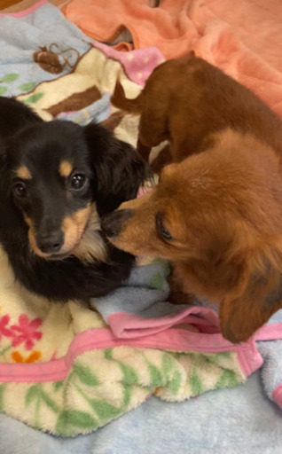 飼えなくなったワンコの相談に乗ります 無料 リアン 三郷の手伝いたい 助けたいの助け合い ジモティー 飼えなくなったワンコの相談に乗ります 無料 リアン 三郷の手伝いたい 助けたいの助け合い ジモティー