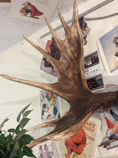 アウトレット品 ヘラジカオブジェ レプリカ