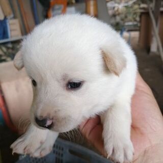 子犬保護しました。里親募集お願いします。