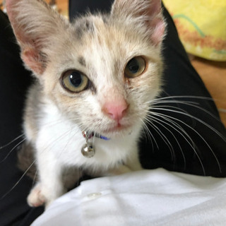 沖縄県の子猫 里親募集 ジモティー