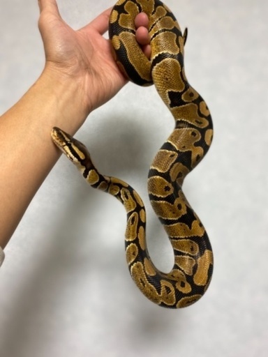 ボールパイソン しらて 高槻市のその他の里親募集 ジモティー