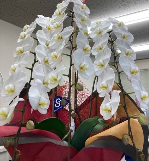 胡蝶蘭　生花