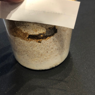 ネパレンシス3令幼虫3頭セット