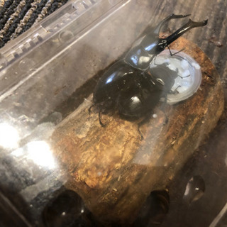 ネパレンシス3令幼虫3頭セット ネパレンシス3令幼虫3頭セット