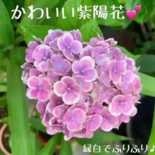 【ネット決済】【数量限定】縁白ふりふり♪ 紫陽花 植物苗 希少 ...