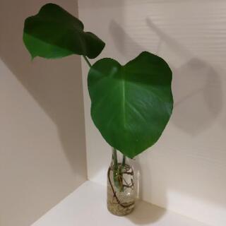 [観葉植物]モンステラ　水挿し　挿し木