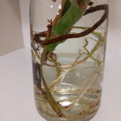 観葉植物 モンステラ水挿し挿し木 Mito 北松戸のその他の中古あげます 譲ります ジモティーで不用品の処分