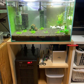 シュリンプ飼育セット 水槽 クーラー レットビー