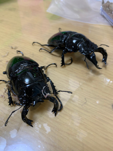 タランドゥスペア