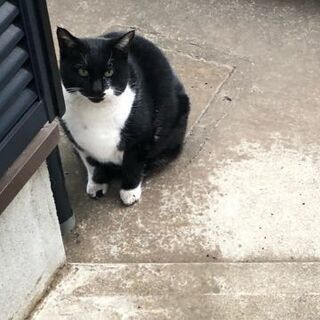 野良猫に餌を与えてしまったために近所とトラブルになっています。