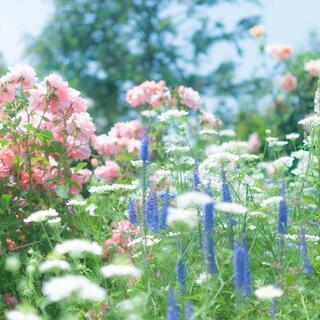 ◆お花、植物、ハーブなど　ゆずっていただきたいです。