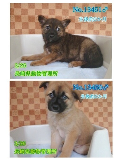 里親決定 有難うございました 保健所収容 ビビりの野犬仔犬兄弟 ひとりぼっちになった僕と家族になってください Kmhらぶ 大村のその他の 里親募集 ジモティー