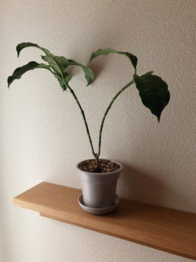 観葉植物　ホヤ・ムルチフローラ　37cm　ライトグレーカラーの3.5号の鉢と受け皿付き