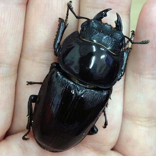 国産オオクワガタ 能勢YG 【 即ブリOK.未使用 】 ♂83mm・♀51.5mm