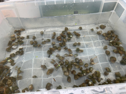 残り2セット メダカの食べ残し餌のタニシ清掃員 井上 東花輪のその他の中古あげます 譲ります ジモティーで不用品の処分
