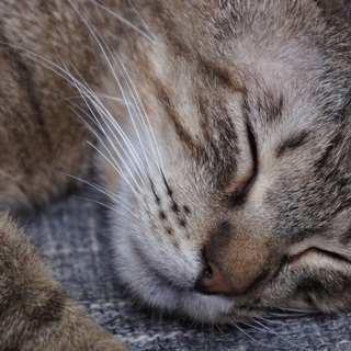 毒を盛られ生死の淵命を繋いだラッキーくん。 − 沖縄県