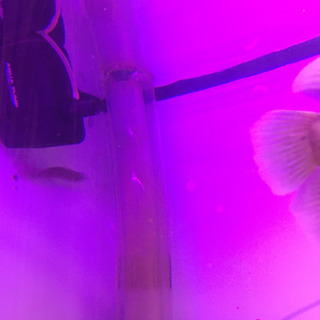 オーバーフロー1200水槽