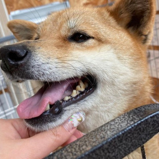 撫でられるの大好き🐶「たけちゃん」 - 犬