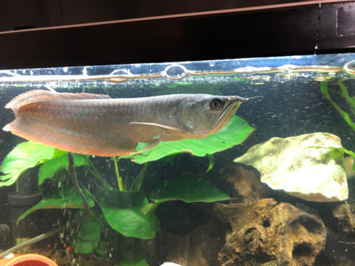 アロワナ　熱帯魚　生体