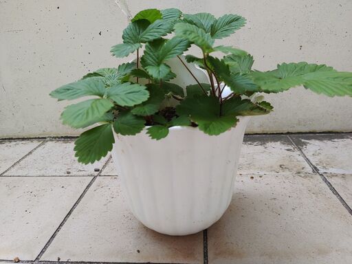 植物 ハーブ ワイルドストロベリー 鉢植え シン 中頭のその他の中古あげます 譲ります ジモティーで不用品の処分