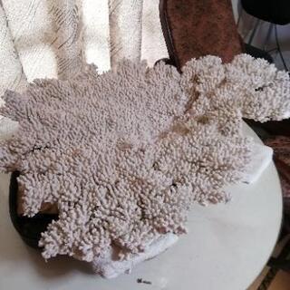 珊瑚　　大きいサイズ　