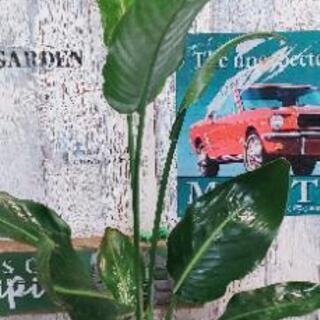 【観葉植物】桂サボテン受皿付