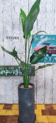 【観葉植物】桂サボテン受皿付