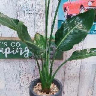 【観葉植物】桂サボテン受皿付