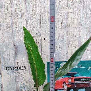 【観葉植物】桂サボテン受皿付