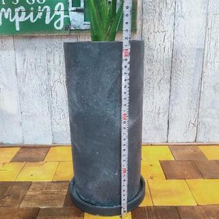 【観葉植物】桂サボテン受皿付