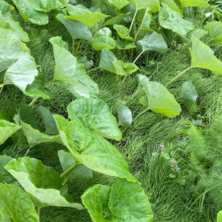 ふき　蕗　　10本