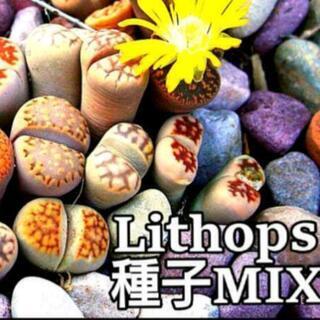 【ネット決済】リトープス ミックス 種子 50粒