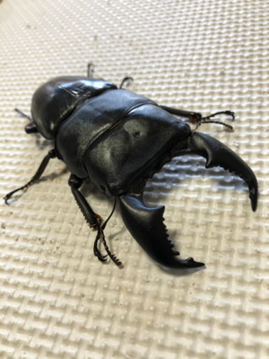 スマトラオオヒラタペア　99.5×52.9
