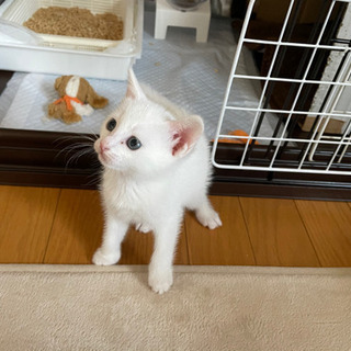 募集一時停止します。真っ白子猫のこめちゃん - 羽村市