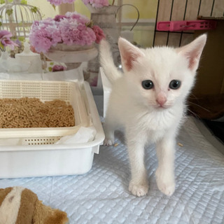 募集一時停止します。真っ白子猫のこめちゃん - 里親募集