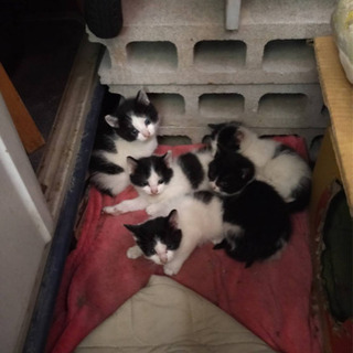 よく似た1ヶ月の子猫兄弟妹6匹