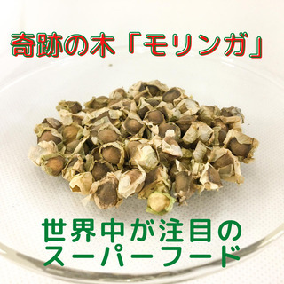 【ネット決済・配送可】モリンガの種30粒＋α300円(お得な増量あり)