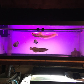 オーバーフロー1200水槽