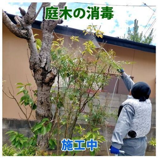 石巻 お庭に毛虫など害虫発生する前に 5 6月庭木消毒承ります フォーカス 石巻の便利屋の無料広告 無料掲載の掲示板 ジモティー