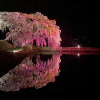 素敵な一本桜の情報教えて下さいの画像
