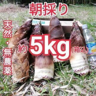  筍 【福島県産】天然・無農薬たけのこ約5㎏ タケノコ
