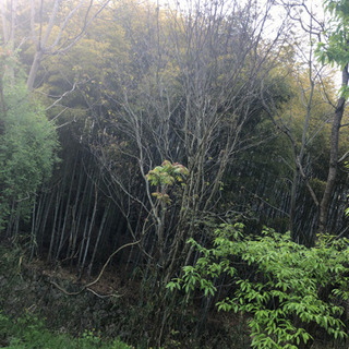 竹の伐採になります