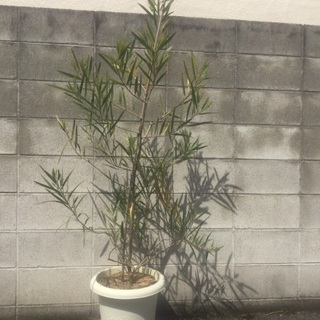 アカシア ブリスベーン 植木
